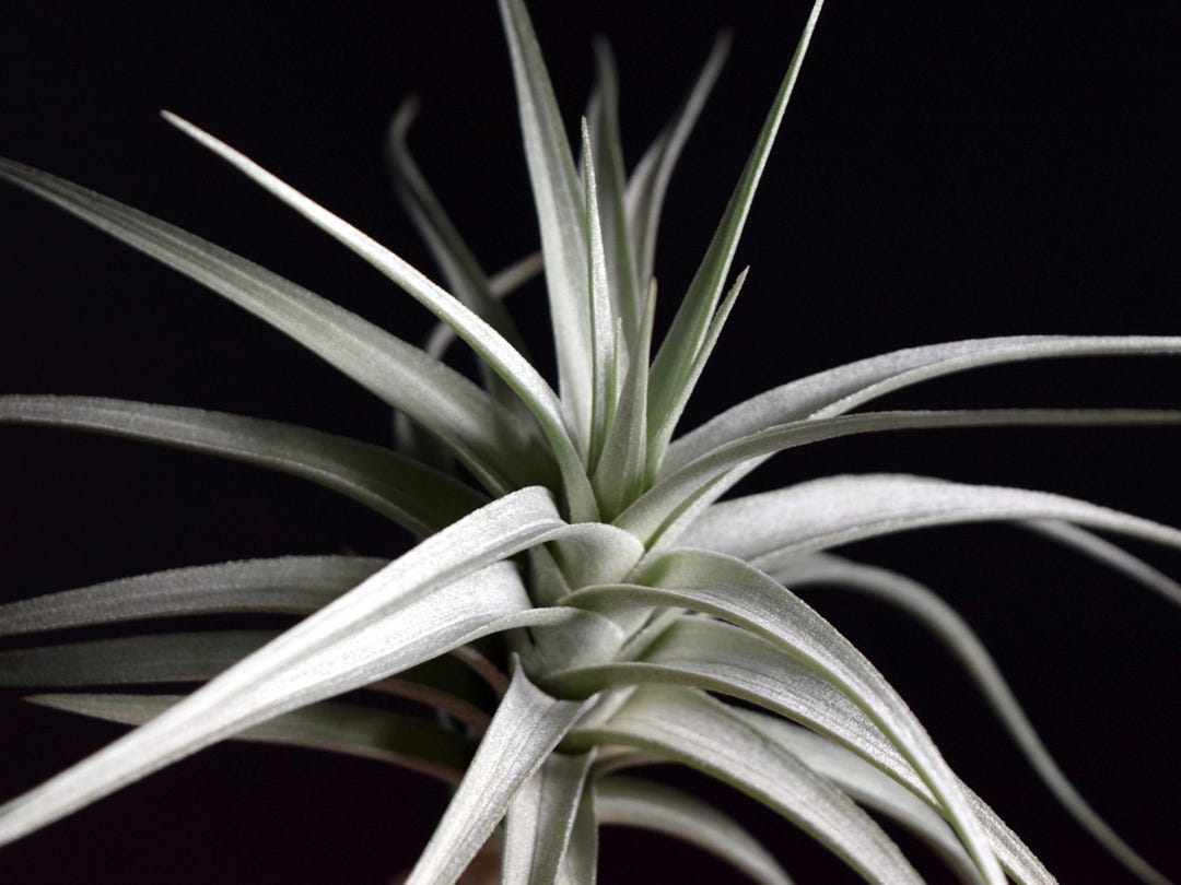 RARE Tillandsia Ixioides Blue Albino - Etsy