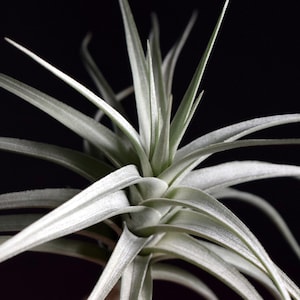 Albino Plant - Etsy