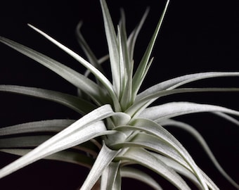 RARE Tillandsia Ixioides Blue Albino - Etsy