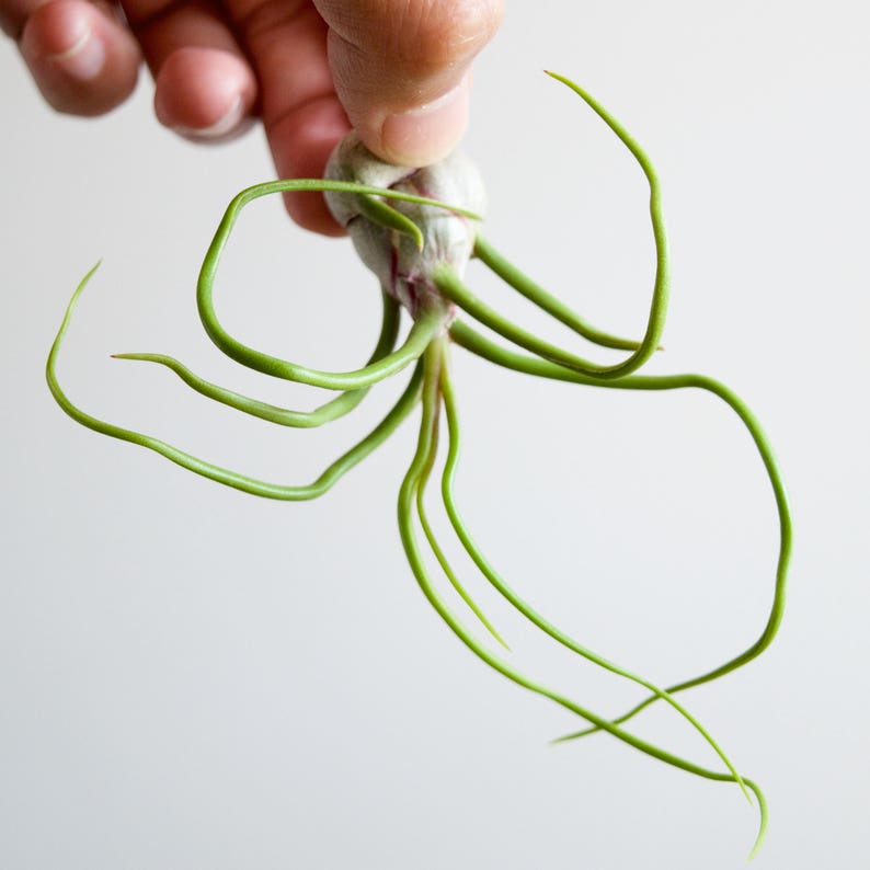 Tillandsia Bulbosa Alien Air Plant image 4