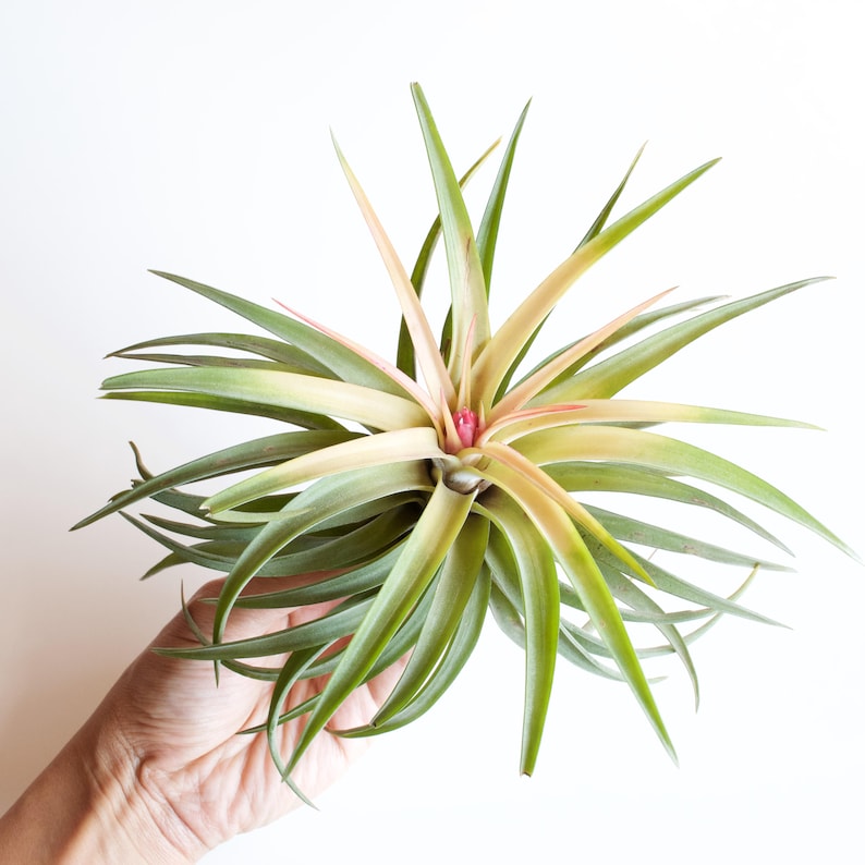 Tillandsia Velutina image 3