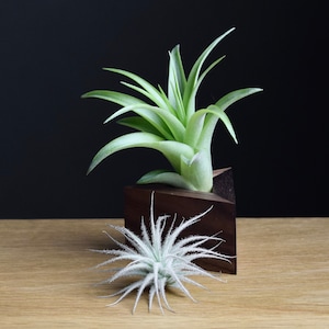 Tillandsia Brachycaulos Color Changing Air Plant image 3