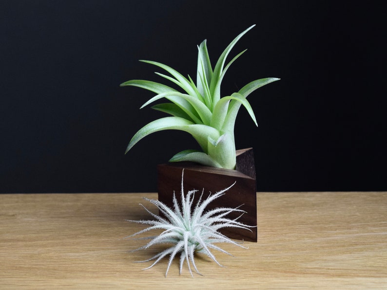 Tillandsia Brachycaulos Color Changing Air Plant image 3