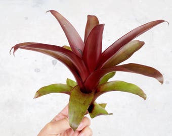 Tillandsia Somnians | RARE Bromeliad Air Plant
