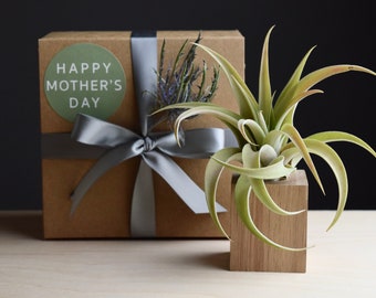 Mother's Day Air Plant Magnet Gift Box