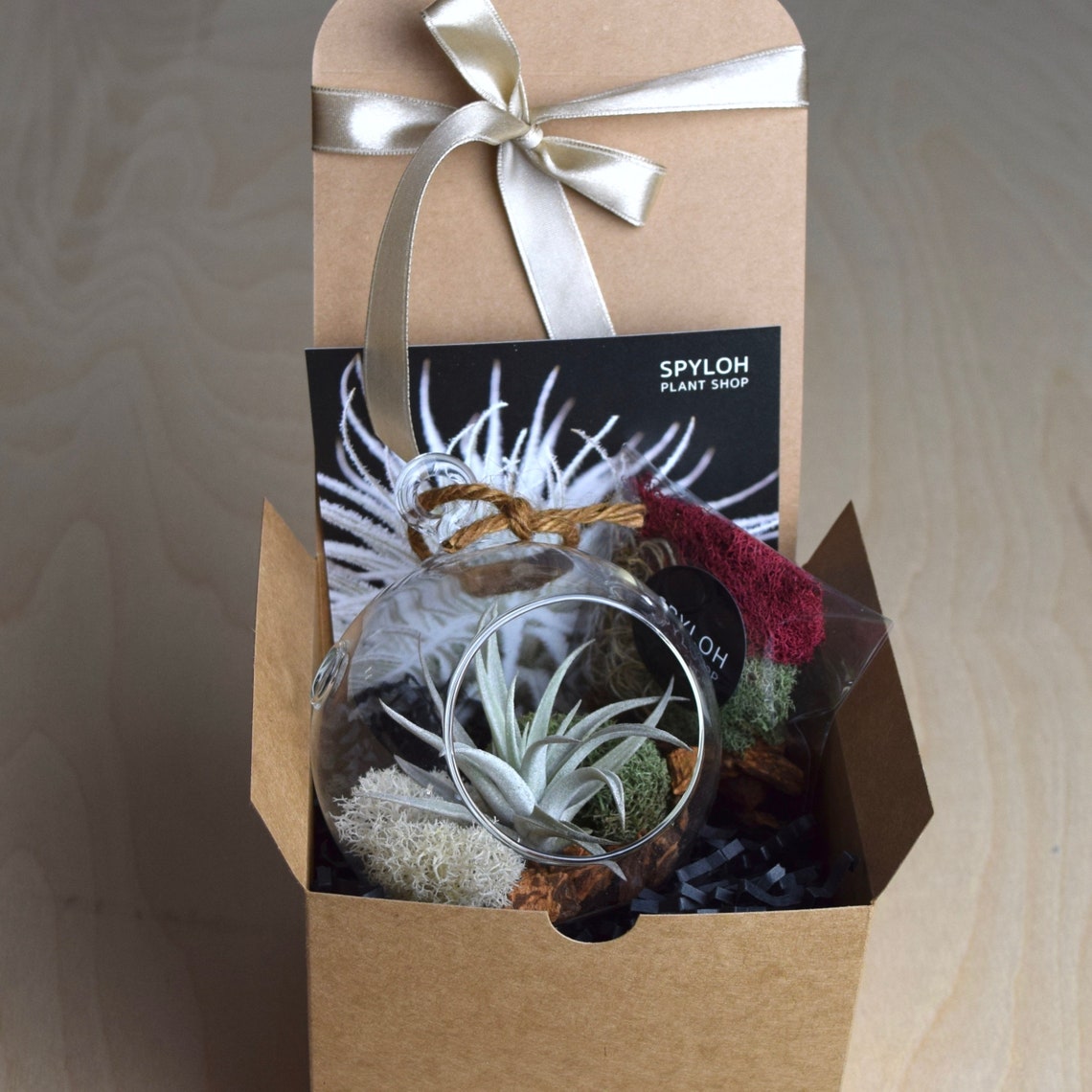 Air Plant Terrarium Kit Gift Box - Etsy