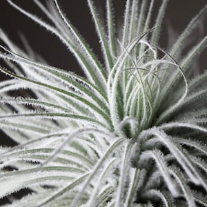 May include: Close-up of a silvery-green air plant with long, thin leaves. The leaves are covered in a fine, white fuzz.