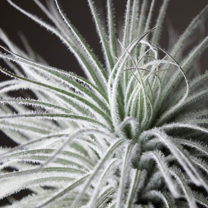 May include: Close-up of a silvery-green air plant with long, thin leaves. The leaves are covered in a fine, white fuzz.