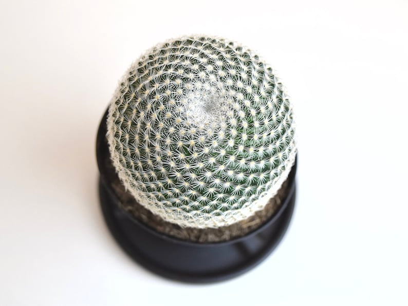 Spyloh Mammillaria Elegans