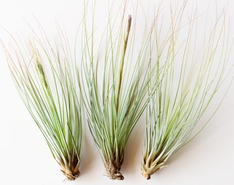 Tillandsia Juncifolia Air Plant