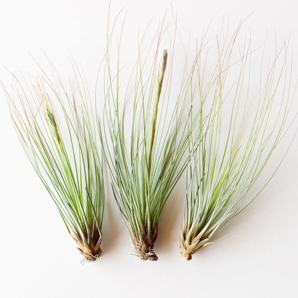Tillandsia Juncifolia Air Plant