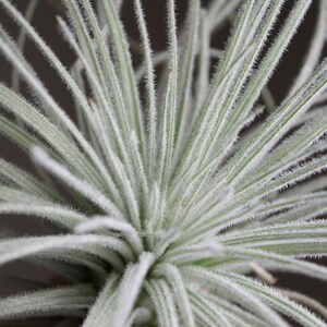 XL Tillandsia Tectorum Peru Specimen RARE Fuzzy Air Plant image 8