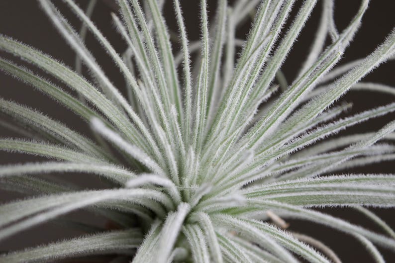 XL Tillandsia Tectorum Peru Specimen RARE Fuzzy Air Plant image 8