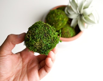 Preserved Moss Ball 2" Diameter