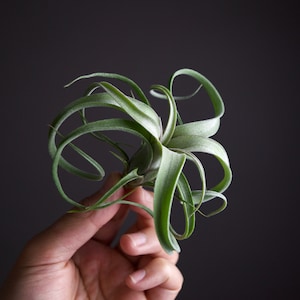 Tillandsia Intermedia x Streptophylla | Curly Slim