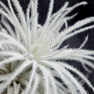 May include: Close-up of a white air plant with long, thin, fuzzy leaves. The plant is against a dark background.