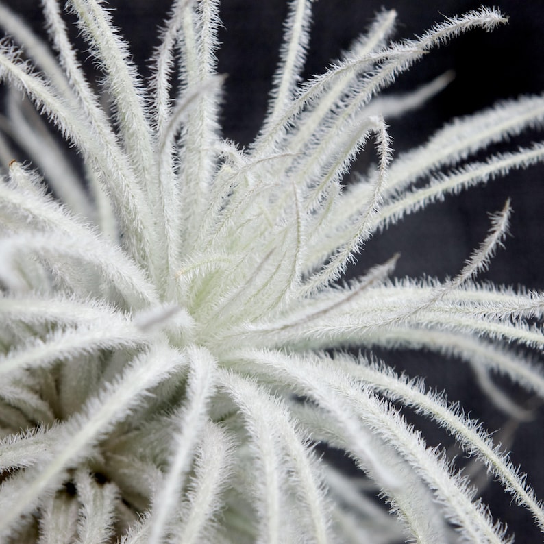 May include: Close-up of a white air plant with long, thin, fuzzy leaves. The plant is against a dark background.