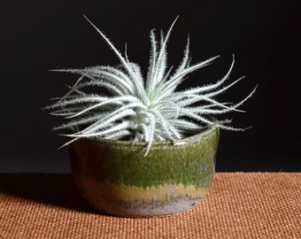 Moss & Lilac Air Plant Dish Set