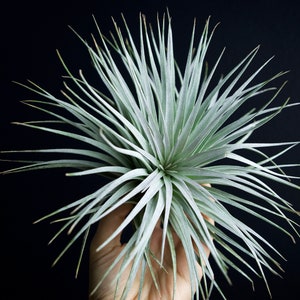 Tillandsia Houston | RARE BLUE Air Plant Hybrid