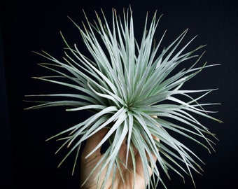 Tillandsia Houston | RARE BLUE Air Plant Hybrid