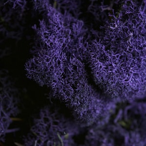 Preserved Reindeer Moss - Royal Purple