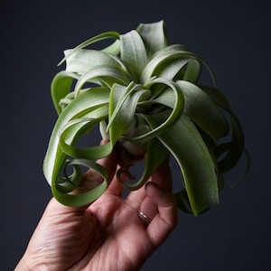 Tillandsia Streptophylla Linguine Plant image 3