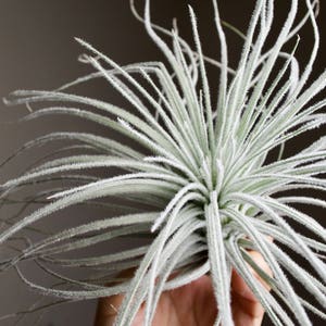 XL Tillandsia Tectorum Peru Specimen RARE Fuzzy Air Plant image 6