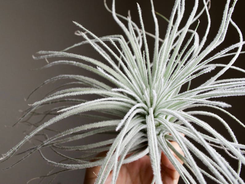 XL Tillandsia Tectorum Peru Specimen RARE Fuzzy Air Plant image 6