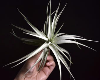 RARE Tillandsia Ixioides Blue Albino - Etsy