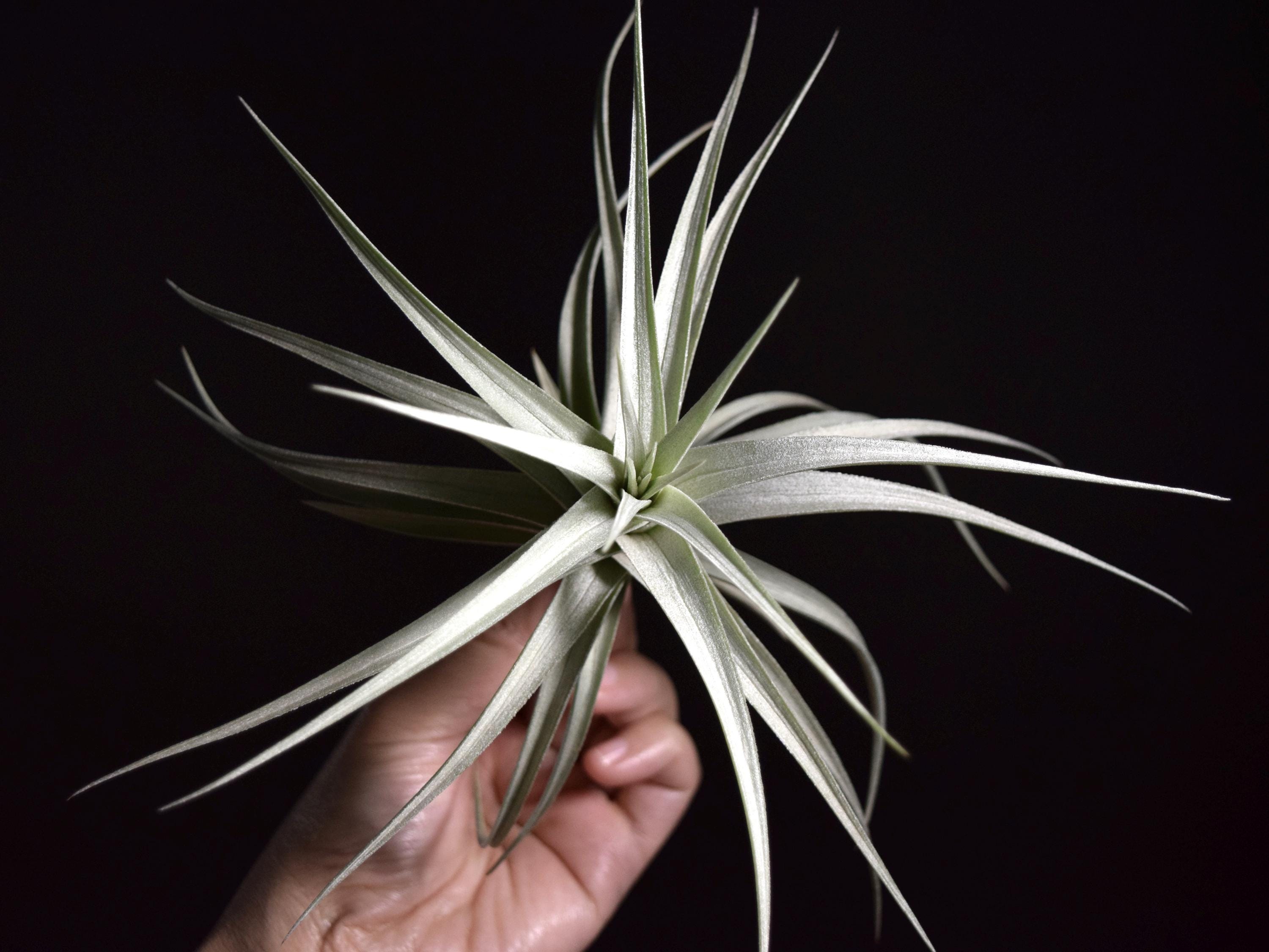 ラストTillandsia cyanea White T'S TROPICALS RARE Tillandsia Ixioides Blue Albino - Etsy