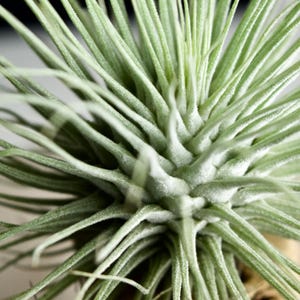 Tillandsia Fuchsii v. Fuchsii RARE Thick Form image 3