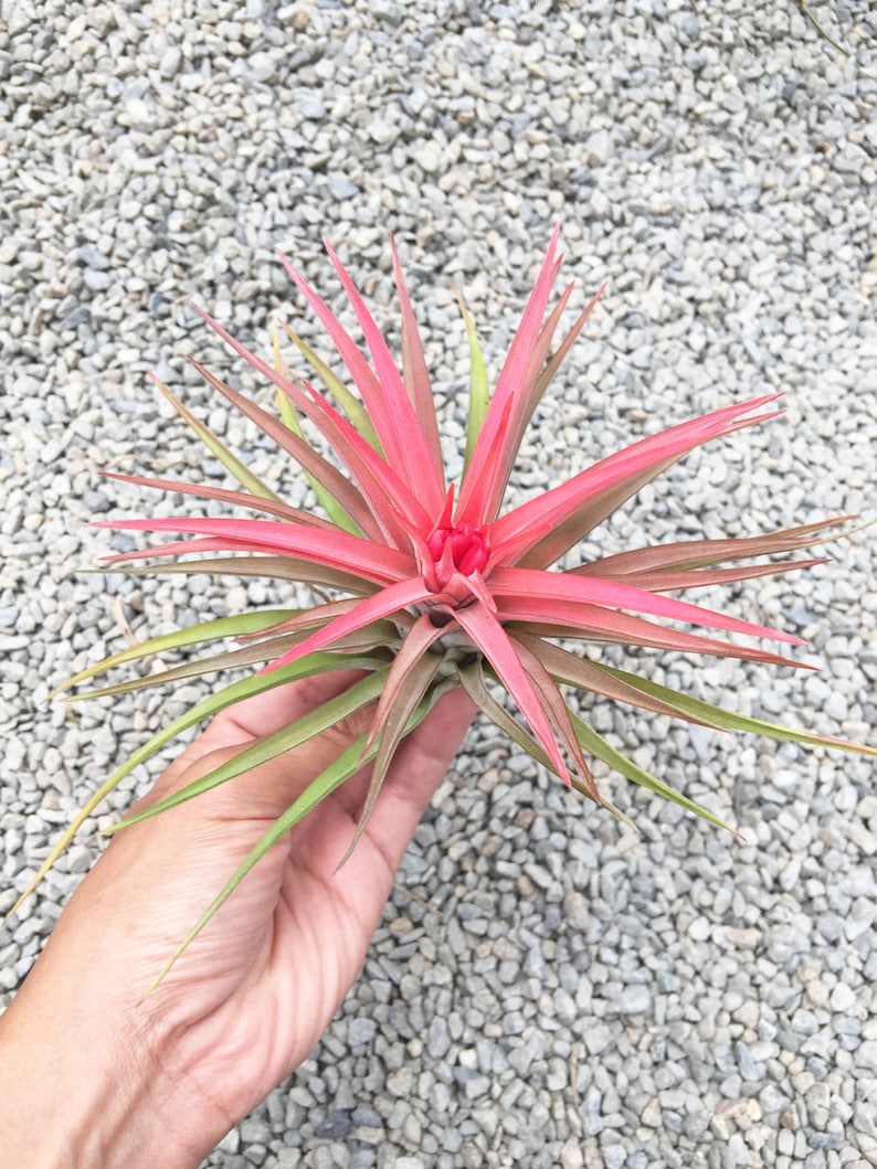 Tillandsia Velutina image 2