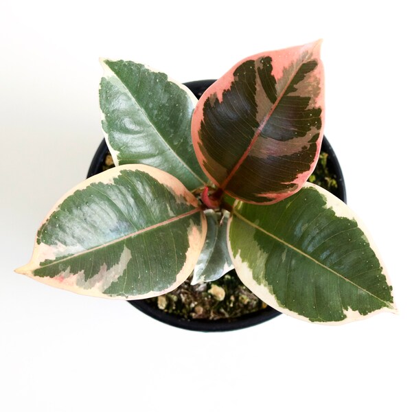 Ficus Elastica "Tineke" | Variegated Rubber Plant