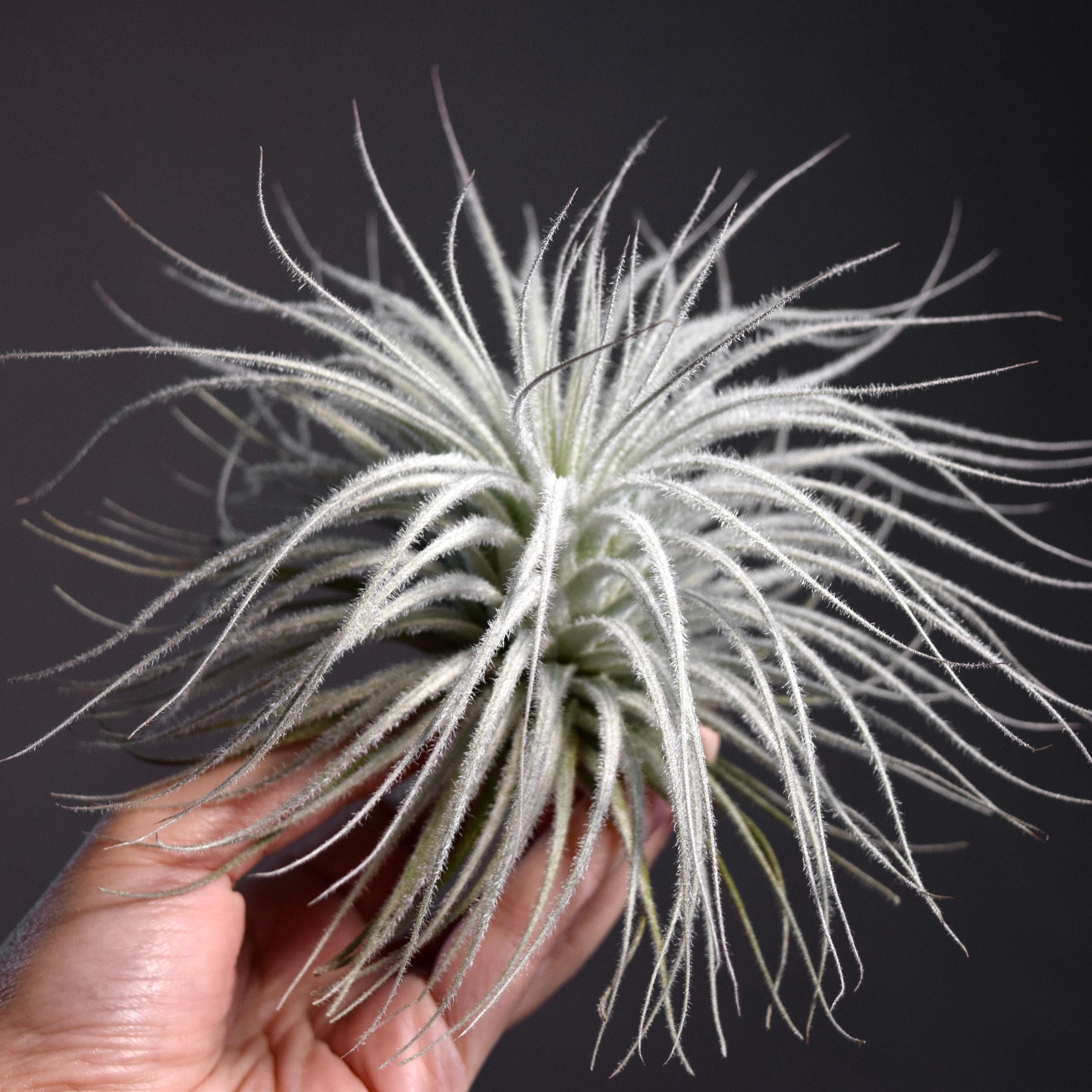 XL Tillandsia Tectorum Ecuador | Fuzzy Snow Ball Air Plant - Etsy