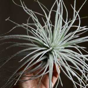 XL Tillandsia Tectorum Peru Specimen RARE Fuzzy Air Plant image 3