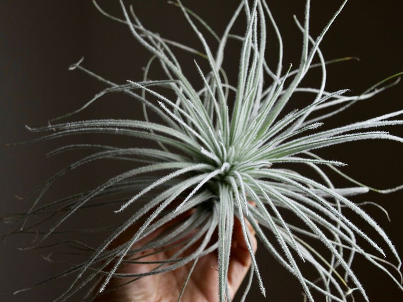 XL Tillandsia Tectorum Peru Specimen RARE Fuzzy Air Plant image 3