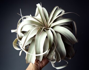 tillandsia airplant air plant Details about Silver Queen x self tillandsia airplant air plant Details about Silver Queen x self