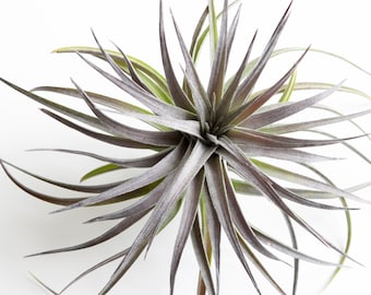 Tillansdia Aeranthos Purple | Rare Air Plant