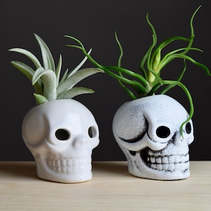 May include: Two white ceramic skull planters with air plants growing out of the top. The skull on the left has a plain white finish. The skull on the right has a textured white finish with black details.