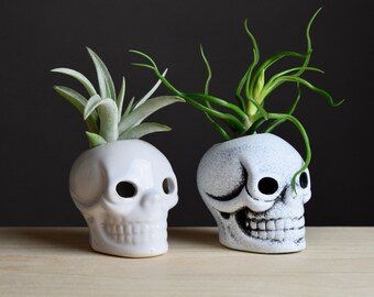 Skull Air Plant Display