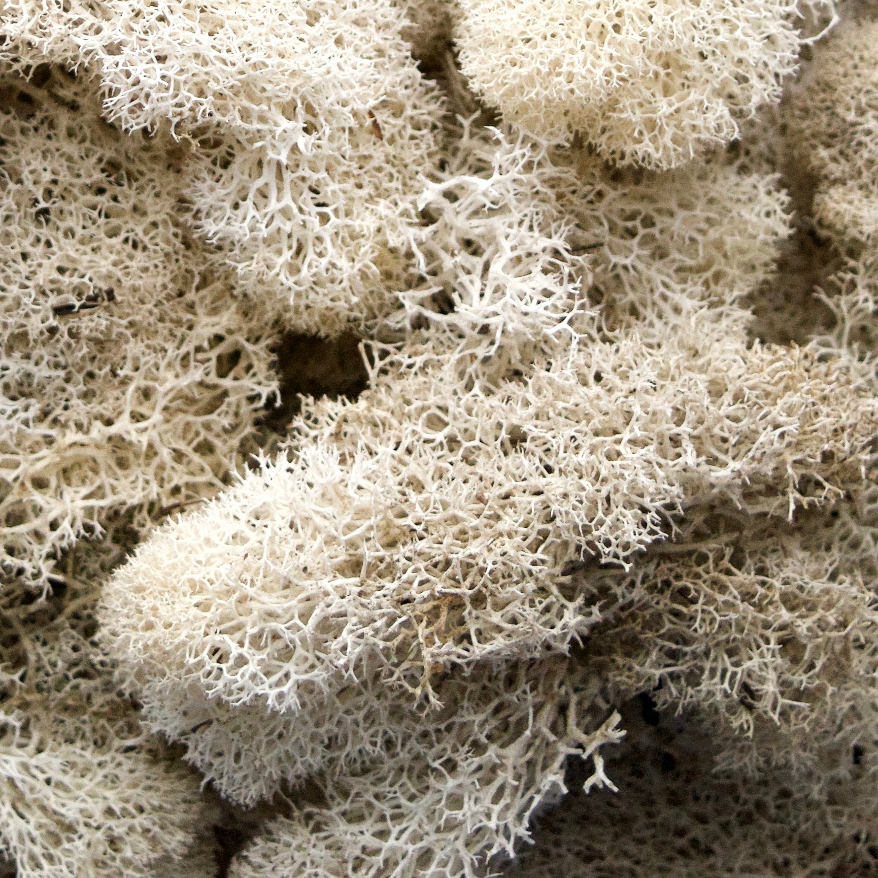 Reindeer Moss 5 Colors. Real Preserved Natural Moss for Crafts, Moss for  Decoration or Model Making -  Finland