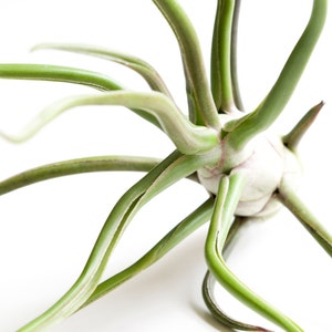 Space Onion Tillandsia Bulbosa Belize image 4