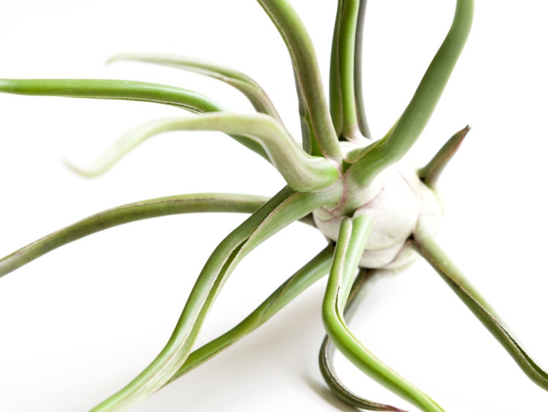 Space Onion Tillandsia Bulbosa Belize image 4