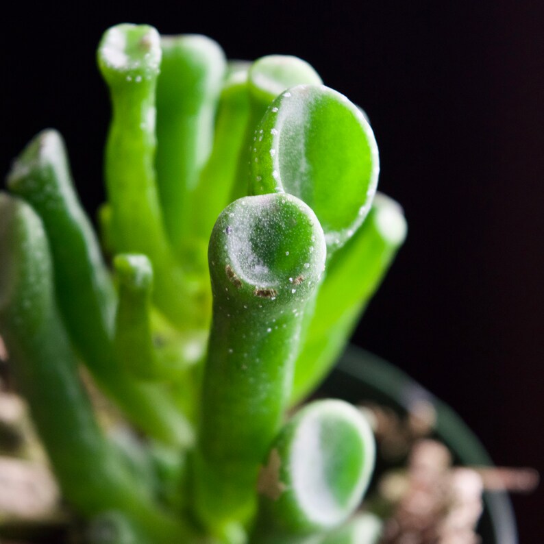 Carssula Ovata Gollum Jade Succulent Ogre Ears Plant