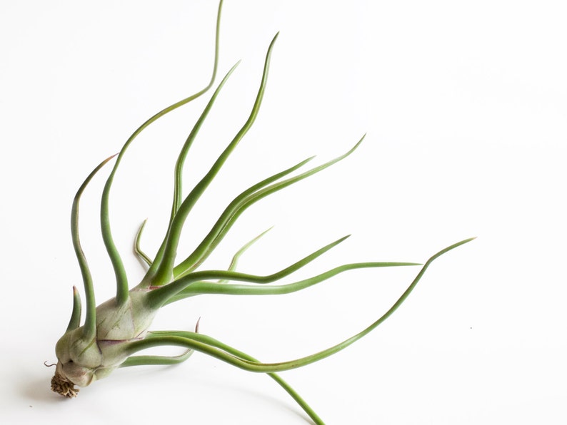 Space Onion Tillandsia Bulbosa Belize image 2