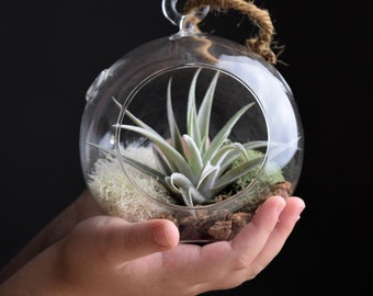 Mini Orb Terrarium Kit