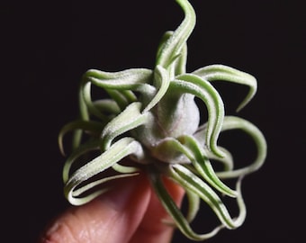Tillandsia Caput Medusae Seedling