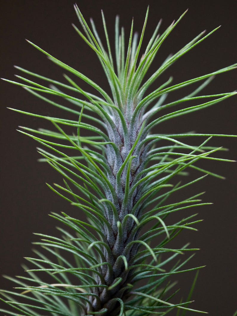 Caterpillar Air Plant Tillandsia Funckiana x Recurvifolia RARE HYBRID image 5