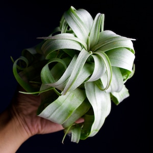 Tillandsia Streptophylla Linguine Plant image 8
