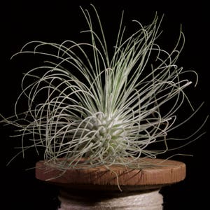 Tillandsia Fuchsii Air Plant image 5